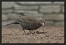 merel DSC_0411-01